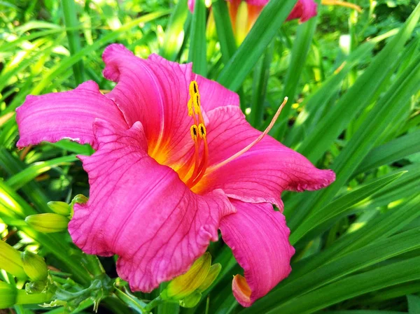 Pink Lilly Flower Macro Photo — Stock Photo, Image