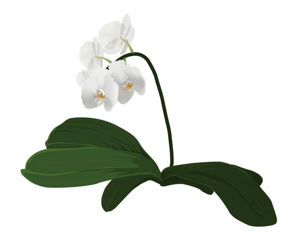 Ilustración vectorial de orquídea blanca realista — Vector de stock