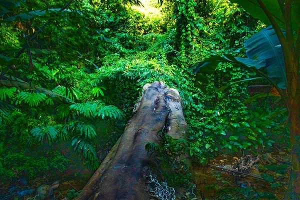 Waterfall Green Summer Park Thailand — Stock Photo, Image