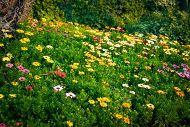 Çiçeklerin resmi, çiçeklerin konsepti 