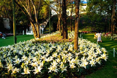 Çiçeklerin resmi, çiçeklerin konsepti 