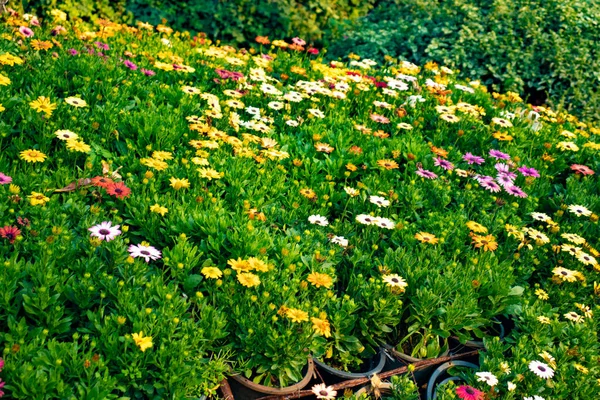 Nahaufnahme Bild Von Blumen Florales Konzept — Stockfoto