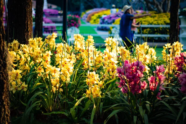 Imagem Perto Flores Conceito Floral — Fotografia de Stock