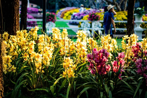 Nahaufnahme Bild Von Blumen Florales Konzept — Stockfoto