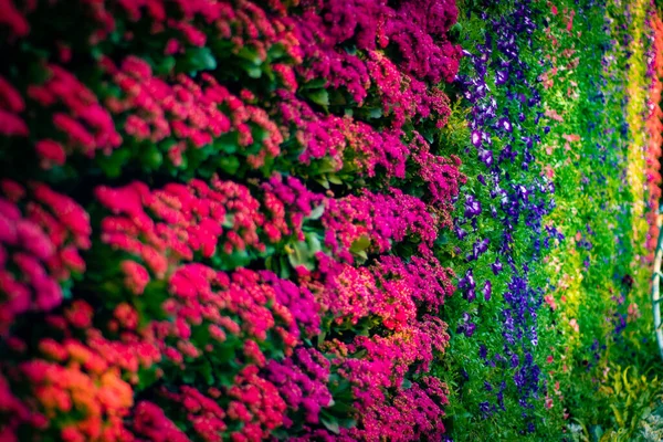 Крупный План Изображения Цветов Цветочная Концепция — стоковое фото