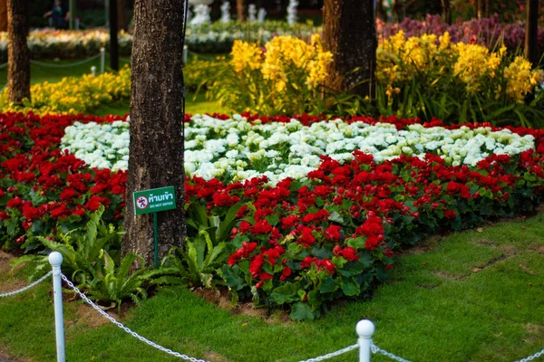 Nahaufnahme Bild Von Blumen Florales Konzept — Stockfoto