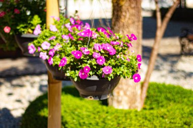 Çiçeklerin resmi, çiçeklerin konsepti 