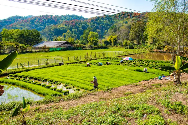 Território Templo Branco Chiang Rai Tailândia — Fotografia de Stock