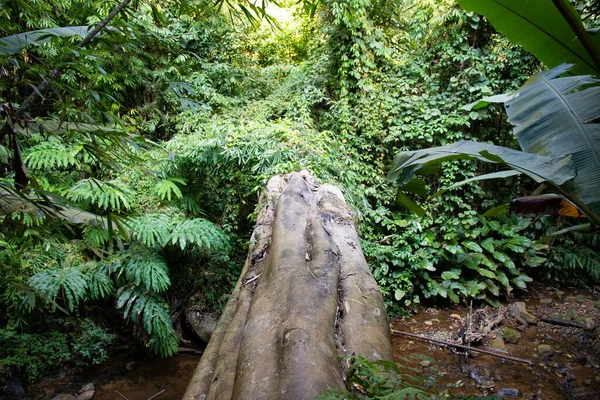 Tayland Chiang Rai Beyaz Tapınak — Stok fotoğraf