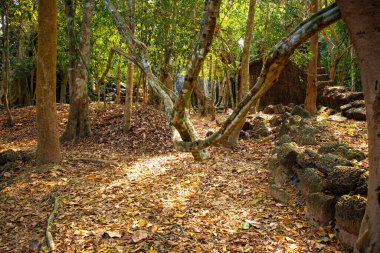 Antik tapınak Angkor Wat Kamboçya 'da