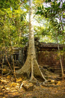 Angkor Wat tapınağının kalıntıları, Kamboçya 