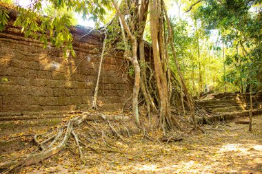 Angkor Wat tapınağının kalıntıları, Kamboçya 