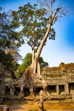 Angkor Wat tapınağının kalıntıları, Kamboçya 