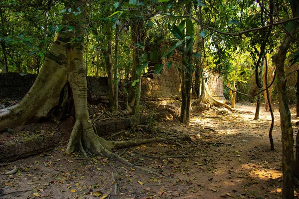 Angkor Wat tapınağının kalıntıları, Kamboçya 
