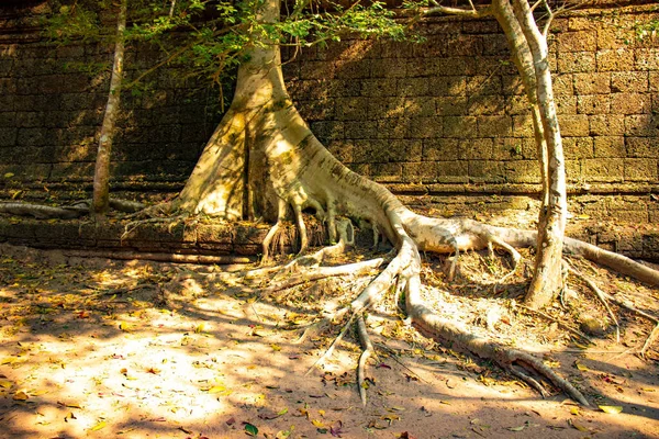 カンボジアのアンコールワット寺院遺跡の領土 — ストック写真