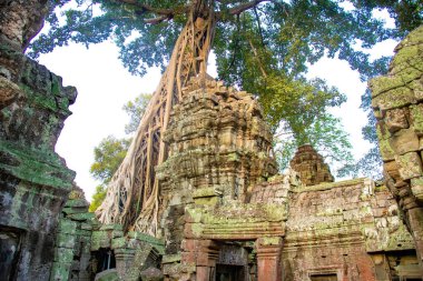 Ta Phrom Tapınağı kalıntıları, Kamboçya 