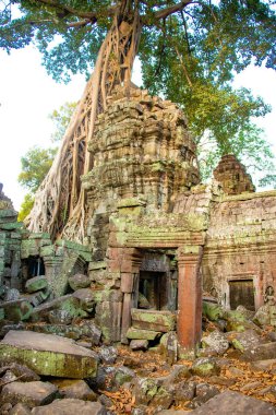 Ta Phrom Tapınağı kalıntıları, Kamboçya 