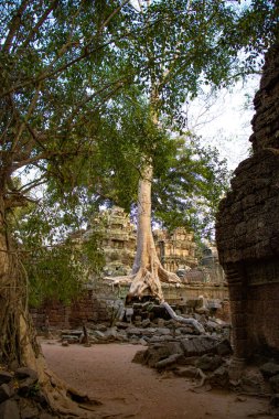 Ta Phrom Tapınağı, Kamboçya 