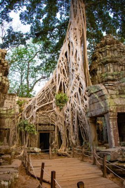 Ta Phrom Tapınağı, Kamboçya 