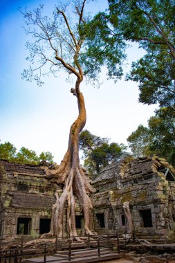 Ta Phrom Tapınağı, Kamboçya 