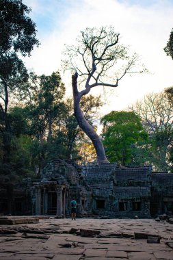 Ta Phrom Tapınağı, Kamboçya 