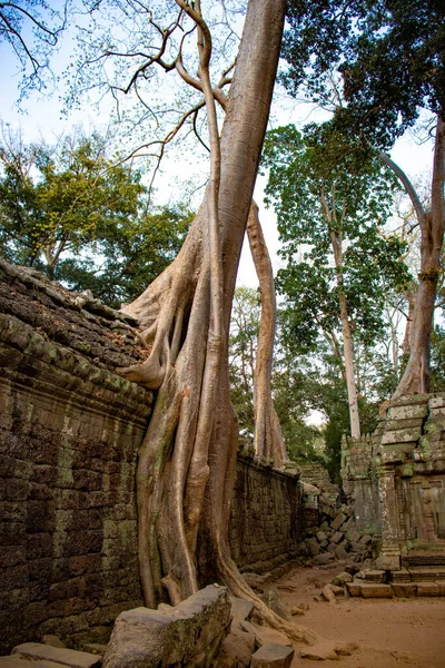 カンボジアのTa Phrom寺院の古代遺跡 — ストック写真