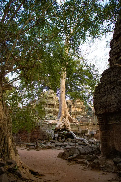 カンボジアの昼間のタ フォム寺院 — ストック写真