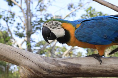 Endonezya, Ubud 'daki Kuş Parkı 