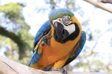 Endonezya, Ubud 'daki Kuş Parkı 