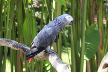 Endonezya, Ubud 'daki Kuş Parkı 