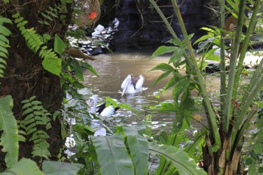 Endonezya, Ubud 'daki Kuş Parkı 
