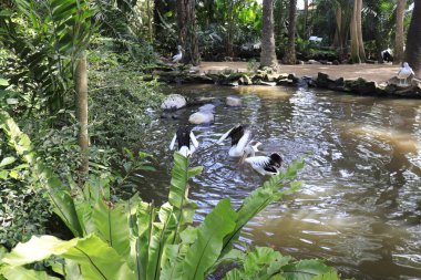 Endonezya, Ubud 'daki Kuş Parkı 