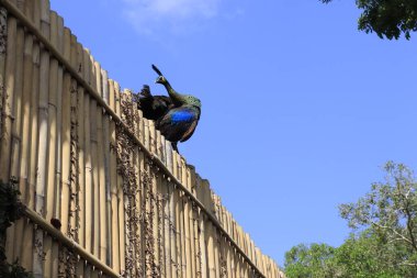 Endonezya, Ubud 'daki Kuş Parkı 