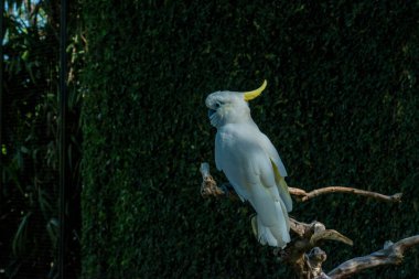 Endonezya, Ubud 'daki Kuş Parkı 