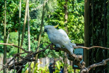 Endonezya, Ubud 'daki Kuş Parkı 