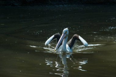 Endonezya, Ubud 'daki Kuş Parkı 