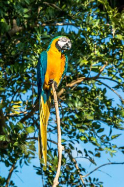 Endonezya, Ubud 'daki Kuş Parkı 