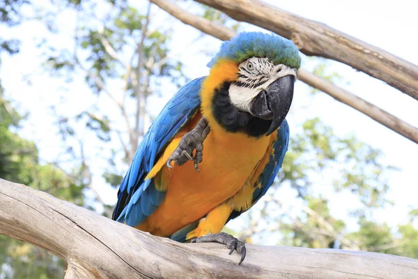 Vogelpark Ubud Indonesien — Stockfoto