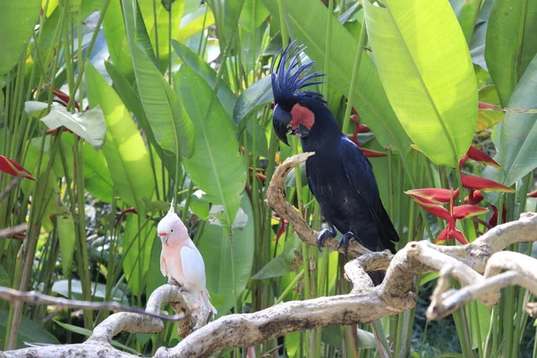 Bird Park Ubud Indonesia — Foto Stock