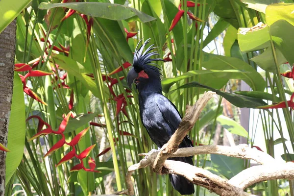 Parque Aves Ubud Indonesia —  Fotos de Stock