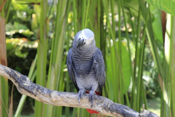 Parque Aves Ubud Indonesia — Foto de Stock