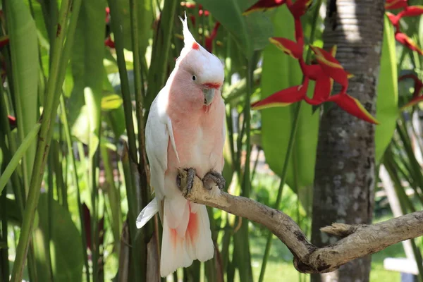 Πάρκο Bird Στο Ubud Ινδονησία — Φωτογραφία Αρχείου