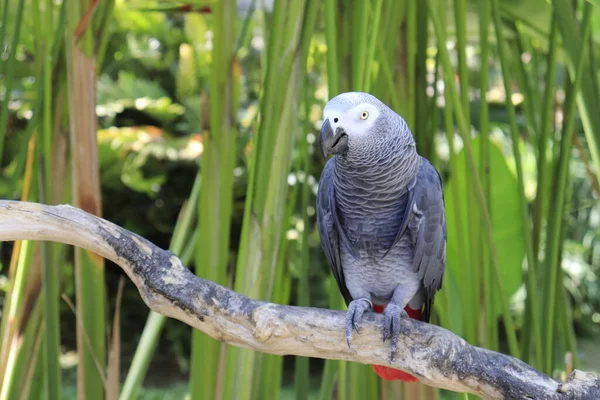 Park Ptaków Ubud Indonezja — Zdjęcie stockowe