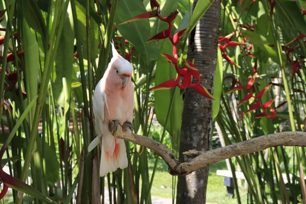 Vogelpark Ubud Indonesië — Stockfoto