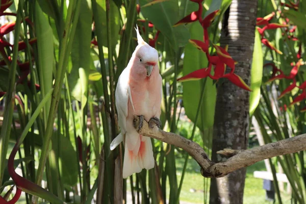 Fågelpark Ubud Indonesien — Stockfoto