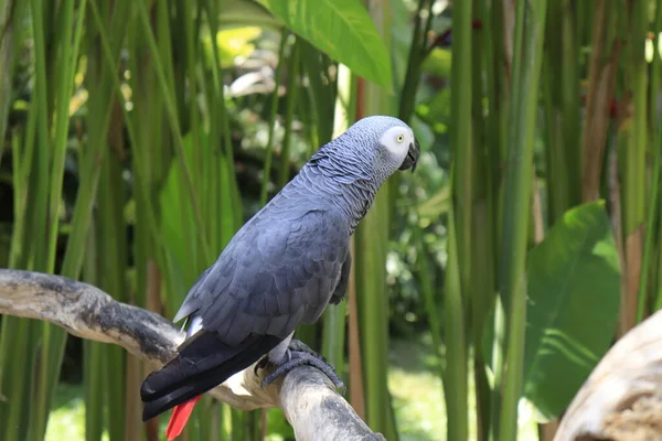 Parque Aves Ubud Indonesia — Foto de Stock