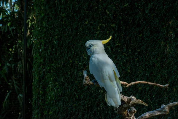 Vogelpark Ubud Indonesien — Stockfoto