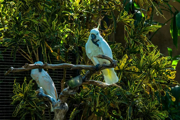 Πάρκο Bird Στο Ubud Ινδονησία — Φωτογραφία Αρχείου