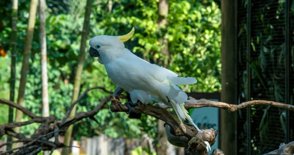 Vogelpark Ubud Indonesien — Stockfoto