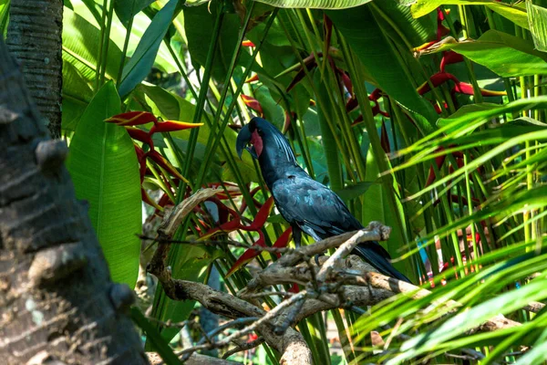 Ptačí Park Ubud Indonésie — Stock fotografie